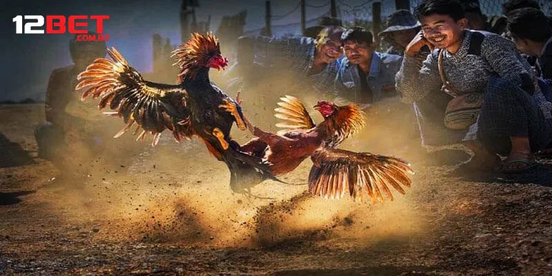 Quy định phân chia thắng thua của đá gà cựa dao