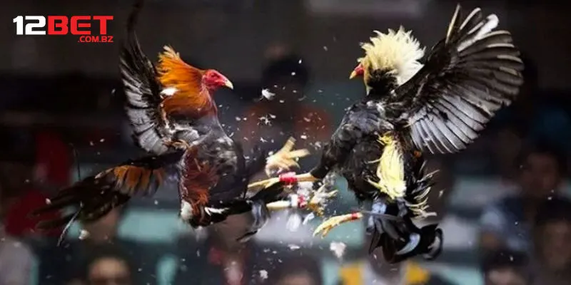 Đá Gà Cựa Sắt 12bet - Lựa Chọn Hàng Đầu Của Các Kê Thủ
